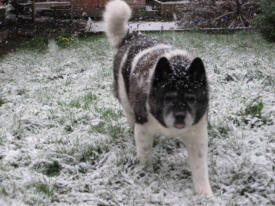 dog rehome inverness and training snow