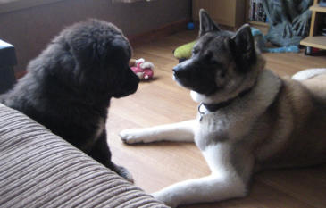 dog body language with dog training inverness