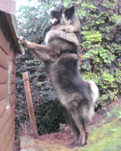 Akita longcoat Puppy Training Inverness